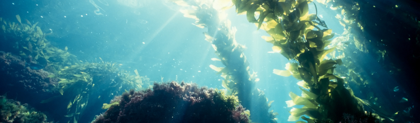 Amazing Algae